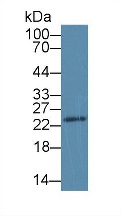 8926