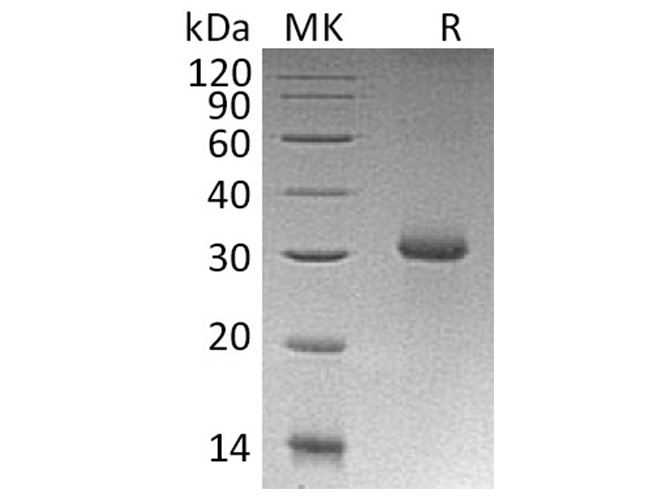 Валидация Elabscience PKSH033343(3674)