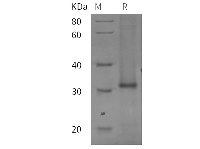 Валидация Elabscience PDEM100306(630)