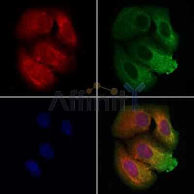 Валидация Affinity DF12567 - 7175