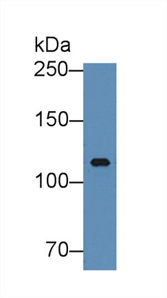9089