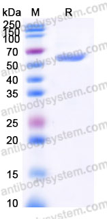 EHM00105, SDS-PAGE