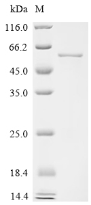 SDS-PAGE
