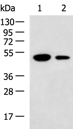 Валидация AssayVector ARM1741(2109)