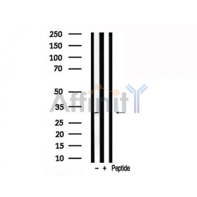 Валидация Affinity AF7789 - 4502