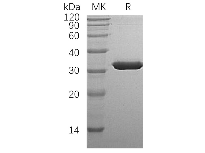 Валидация Elabscience PKSH033358(3689)