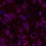 Валидация Elabscience E-AB-22047