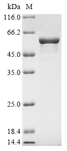 SDS-PAGE