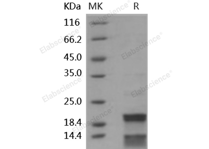 Валидация Elabscience PKSH031914(2528)