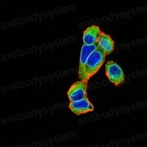 Валидация IF - AntibodySystem RHE75903 (916)