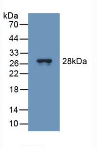51488
