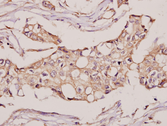 Валидация AssayVector ARM1311(830)