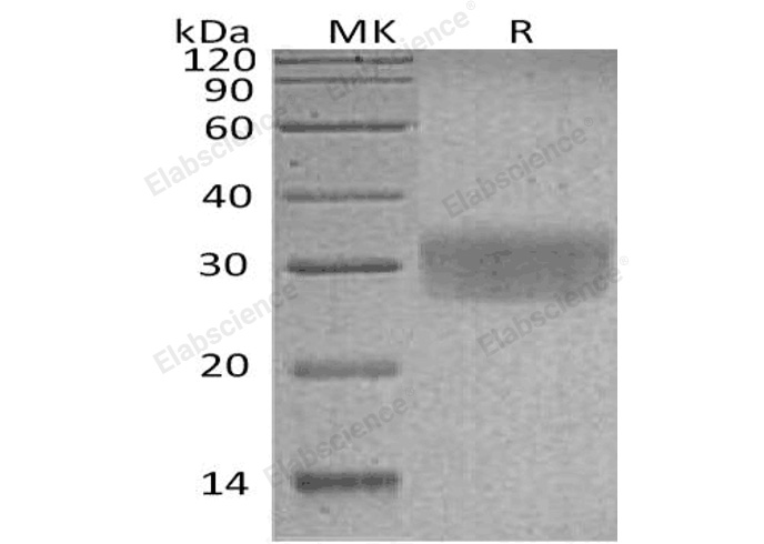 Валидация Elabscience PKSH032223(2737)