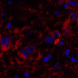 Валидация Elabscience E-AB-30009