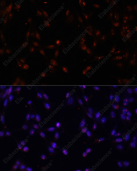 Иммунофлуоресценция, ILF3, клетки NIH-3T3