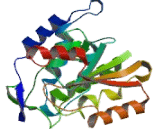 Cyclic ADP Ribose Hydrolase (cADPRH)