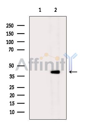 Валидация Affinity DF15276 - 11567