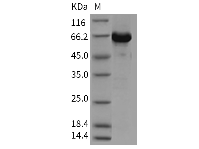 Валидация Elabscience PKSM040385(4385)