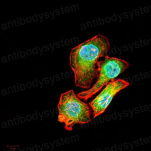 Валидация IF - AntibodySystem RHA32701