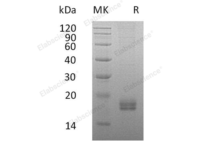 Валидация Elabscience PKSH032192(2714)