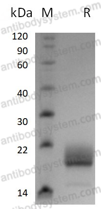 AMC13502, SDS-PAGE