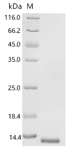 SDS-PAGE