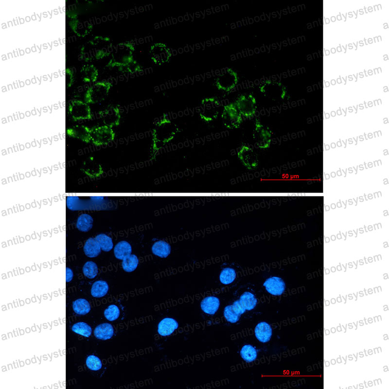 Валидация IF - AntibodySystem RHJ90503