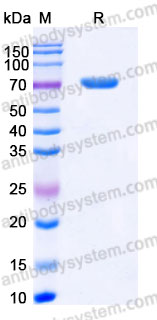 EHA63401, SDS-PAGE