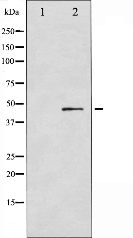 Валидация Affinity AF6316 - 3589