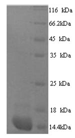 SDS-PAGE