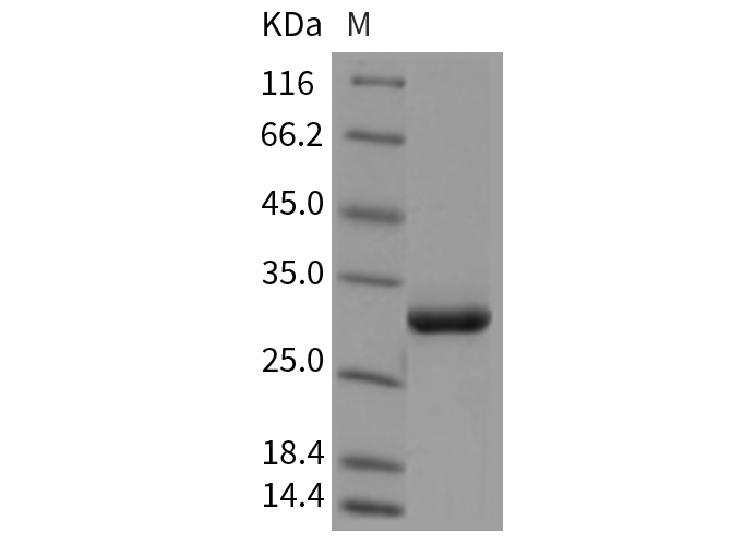 Валидация Elabscience PKSR030379(5717)