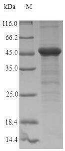 SDS-PAGE
