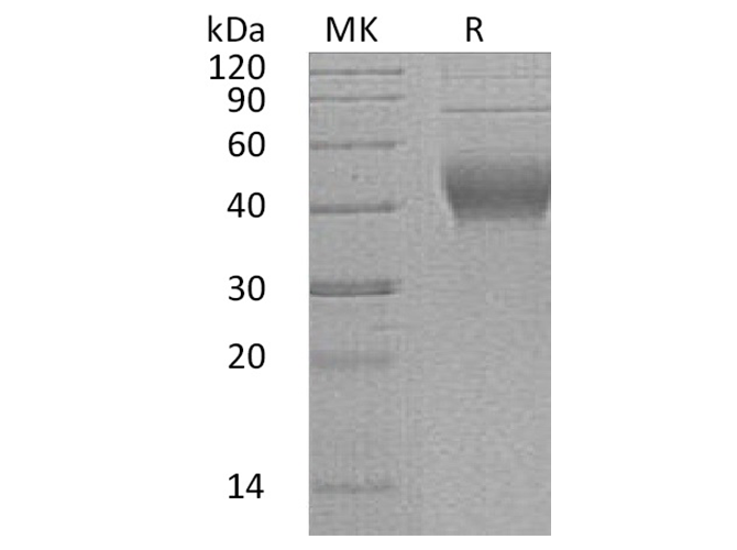 Валидация Elabscience PKSH033384(3714)