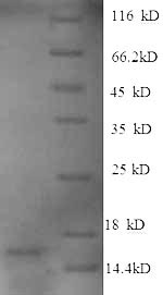 SDS-PAGE