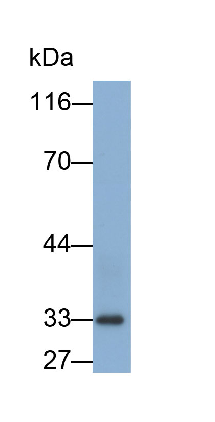32870