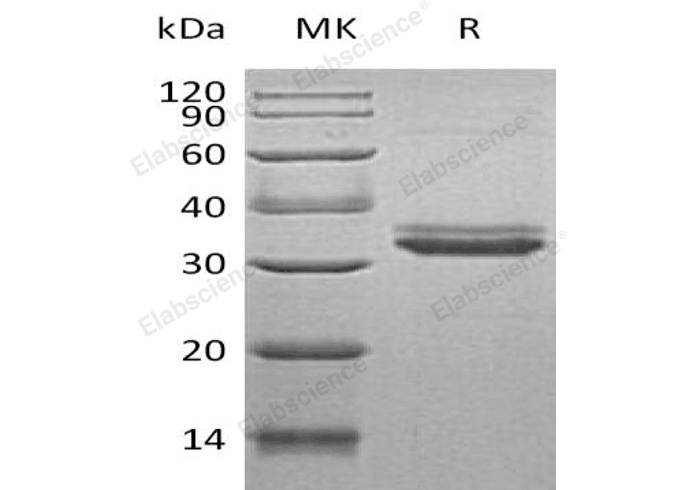 Валидация Elabscience PKSH032597(3044)