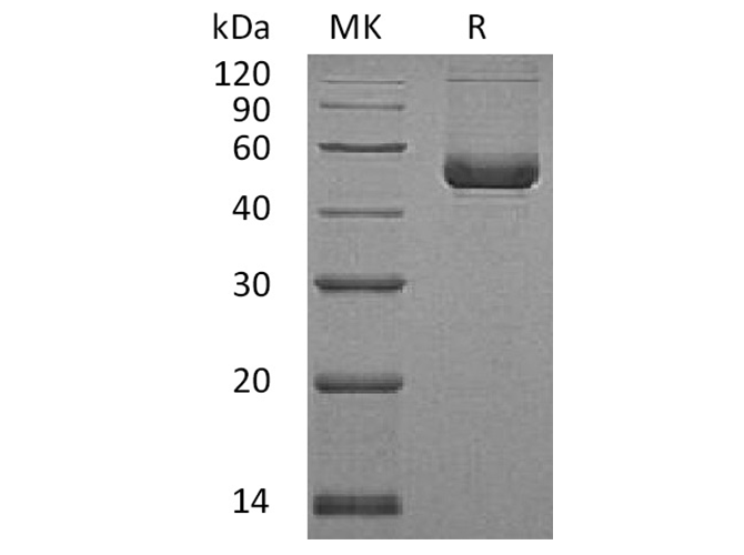 Валидация Elabscience PKSH033671(3954)