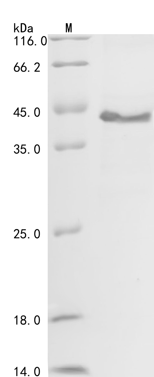 SDS-PAGE