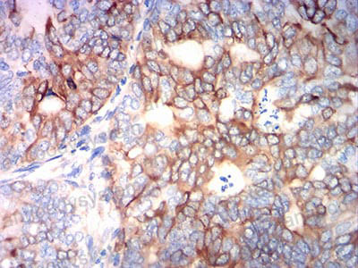 Валидация AntibodySystem RHG56705 (2992)