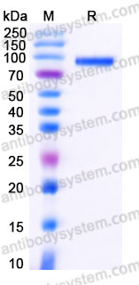 EHF11901, SDS-PAGE