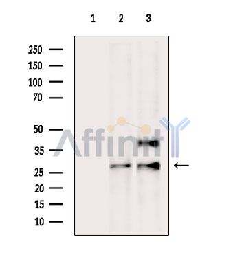 Валидация Affinity DF13805 - 9483