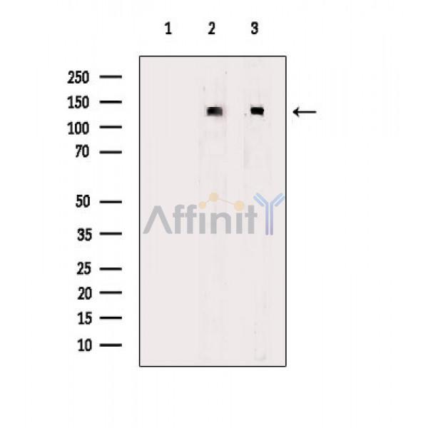 Валидация Affinity DF8510 - 20371