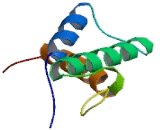 Hepatocyte Nuclear Factor 1 Alpha (HNF1a) Hepatocyte Nuclear Factor 1 Alpha (HNF1a)