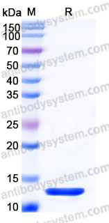 AMB95402, SDS-PAGE