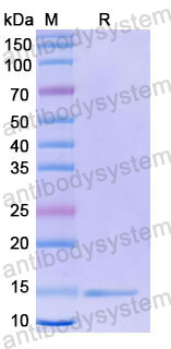 Валидация SDS-PAGE - AntibodySystem RHD96701