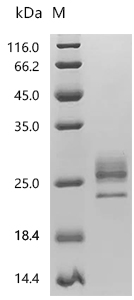 SDS-PAGE