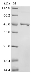 SDS-PAGE