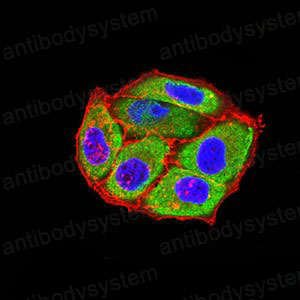 Валидация IF - AntibodySystem RHB59601