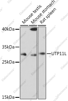 Вестерн-блоттинг, UTP11L, различные клеточные линии