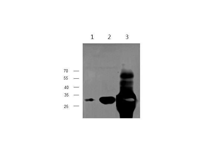 Вестерн-блоттинг, TNNI3, клетки C2C12, ткань сердца мыши и крысы
